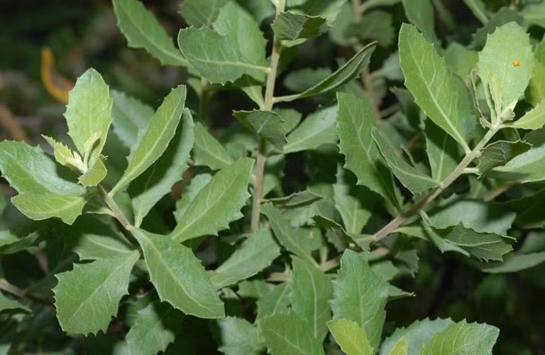 Cây cúc tần cao từ 1 - 2 mét, toàn thân cây có lông tơ, phân nhiều cành. Ảnh: Internet