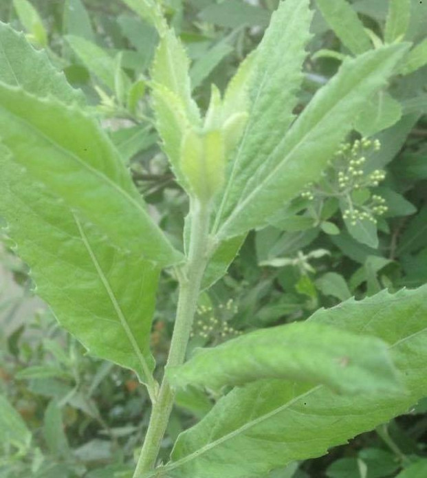 Cây cúc tần đóng vai trò lớn trong các bài thuốc chữa các vấn đề về bệnh tiêu hóa, xương khớp, thận, hô hấp...Ảnh: Shopee