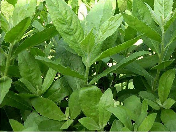 Vị đắng, ngọt hậu, mùi thơm tự nhiên của rau cúc tần khiến nhiều người đặt mua về thưởng thức. Ảnh: Internet