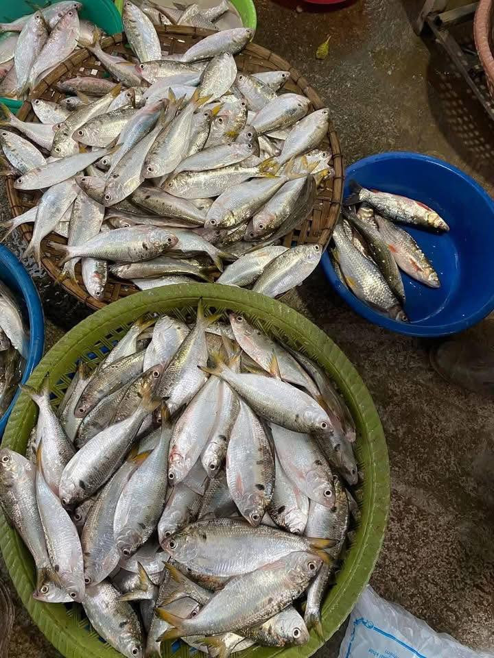 Cá mòi khá giống với cá trích biển, toàn thân màu trắng, mình dẹt thịt cá ngọt, nhiều xương nhỏ và mềm. Ảnh: Facebook