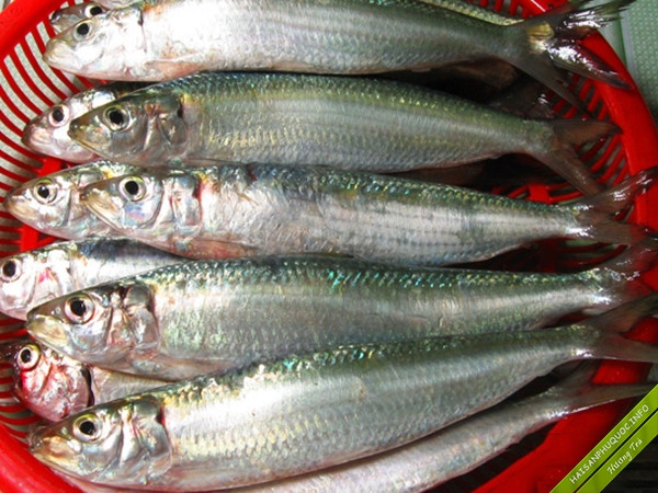 Cá trích được ưa chuộng bởi giàu axit béo omega-3 cùng nhiều dưỡng chất tốt cho sức khỏe. Ảnh: Internet