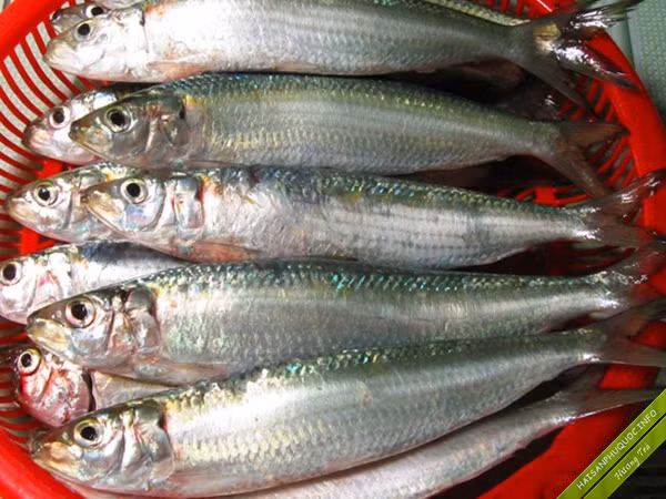 Cá trích được ưa chuộng bởi giàu axit béo omega-3 cùng nhiều dưỡng chất tốt cho sức khỏe. Ảnh: Internet