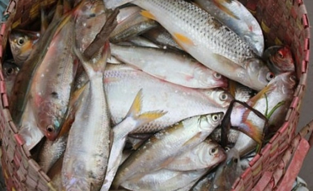 Nếu trước đây, cá mòi không được ưa chuộng, nhiều người mang làm thức ăn cho lợn thì giờ đây cá mòi thành đặc sản, giá từ 60.000-120.000 đồng/kg tùy kích thước. Ảnh: Facebook