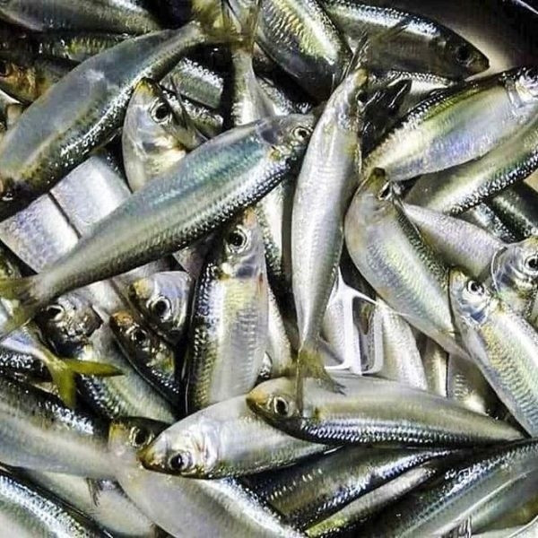 Dần dần, cá trích thành đặc sản được nhiều người ưa chuộng, giá từ 70.000 - 140.000 đồng/kg. Ảnh: Haisan