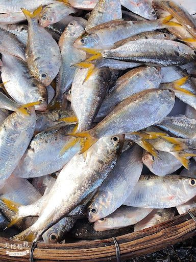 Khoảng cuối tháng 2, đầu tháng 3, cá mòi từ biển sẽ bơi ngược về sông. Đó là thời điểm cá mòi vào mùa. Ảnh: Facebook