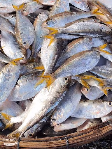 Khoảng cuối tháng 2, đầu tháng 3, cá mòi từ biển sẽ bơi ngược về sông. Đó là thời điểm cá mòi vào mùa. Ảnh: Facebook