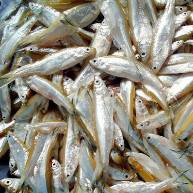 Trước kia, cá tép dầu nhiều vô kể nhưng không mang lại giá trị kinh tế. Người dân bắt về để chế biến món ăn dân dã, không ăn hết thì làm mắm hoặc cho lợn ăn. Ảnh: VCA