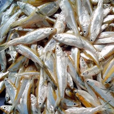 Trước kia, cá tép dầu nhiều vô kể nhưng không mang lại giá trị kinh tế. Người dân bắt về để chế biến món ăn dân dã, không ăn hết thì làm mắm hoặc cho lợn ăn. Ảnh: VCA