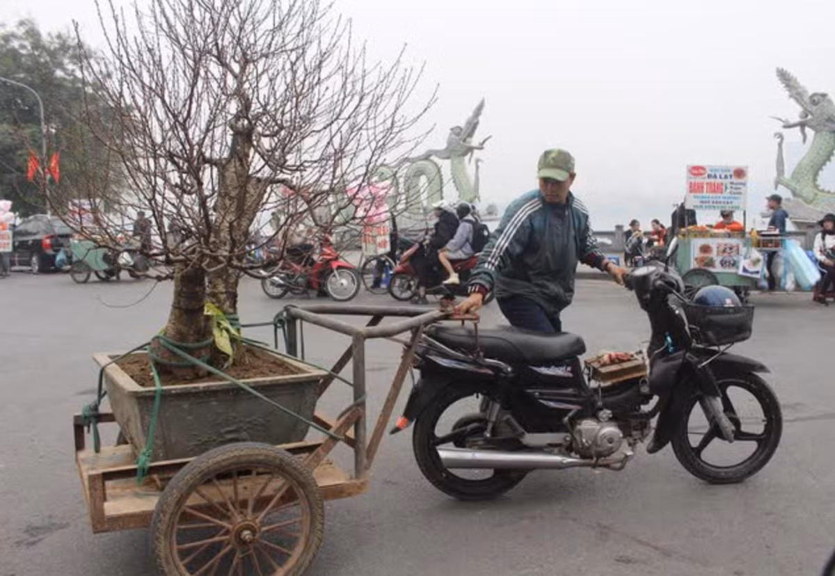 Chở cây cảnh thuê cũng là nghề dễ kiếm tiền dịp cuối năm. Nhu cầu chơi cây ngày Tết đặc biệt là những cây "khủng" cũng được nhiều khách hàng lựa chọn. Ảnh: Internet
