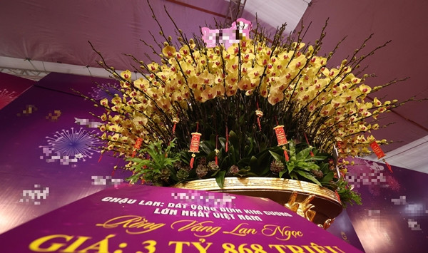 Chậu lan có tán rộng 2 m, nặng hơn 1 tấn. Ảnh: Dân Việt