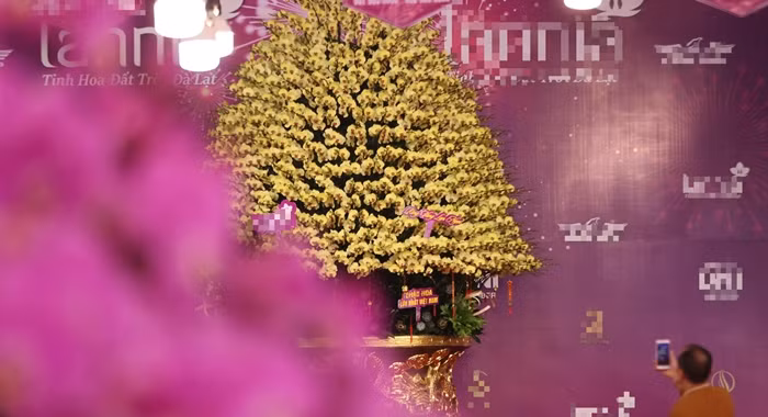 Chậu lan hồ điệp đã được đăng ký xác lập kỷ lục là chậu hoa lan hồ điệp lớn nhất và đắt nhất Việt Nam. Ảnh: Dân Việt