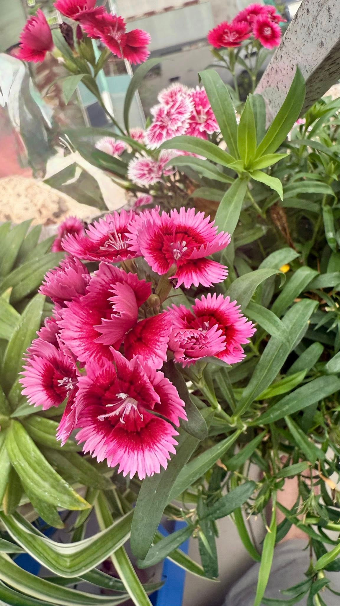 Ngoài ra, khu vực ban công còn có nhiều loại hoa khác. Cây nào cũng đua nhau khoe sắc. Ảnh: FB Trang Hoàng