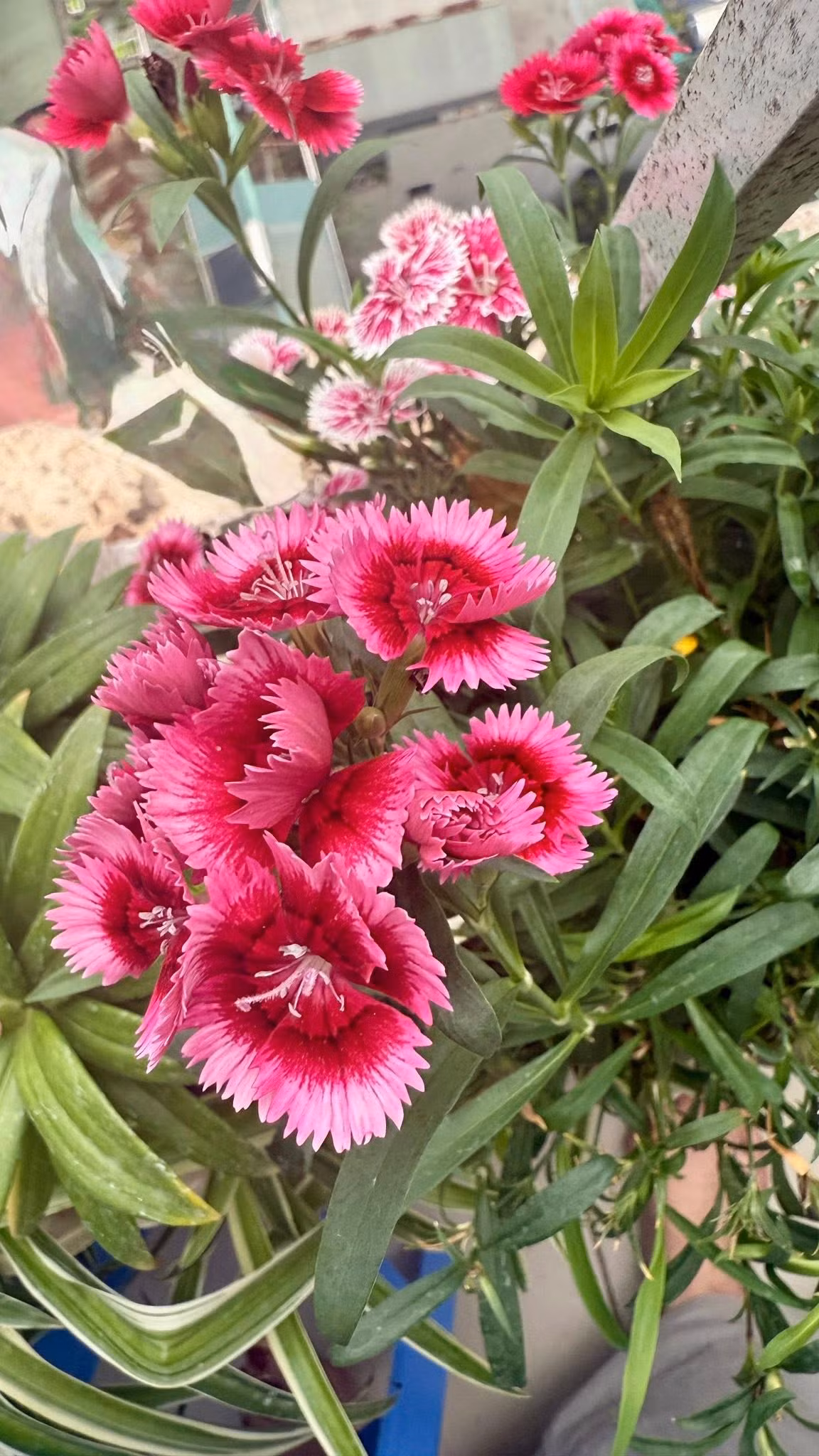 Ngoài ra, khu vực ban công còn có nhiều loại hoa khác. Cây nào cũng đua nhau khoe sắc. Ảnh: FB Trang Hoàng