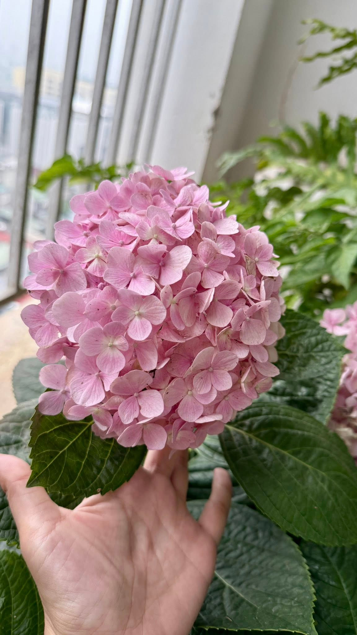 Cẩm tú cầu cũng bung nở rực rỡ. Ảnh: FB Trang Hoàng