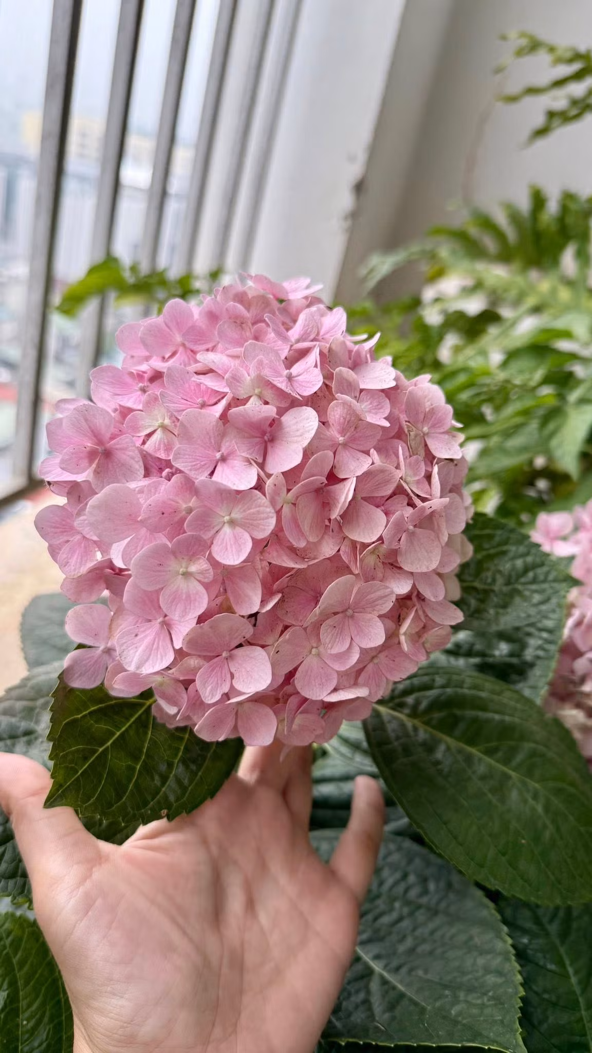 Cẩm tú cầu cũng bung nở rực rỡ. Ảnh: FB Trang Hoàng