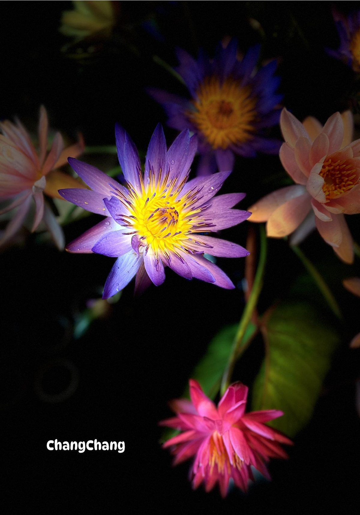 Những bình súng đầu mùa đủ màu sắc của Hoàng Trang. Ảnh: FB Trang Hoàng