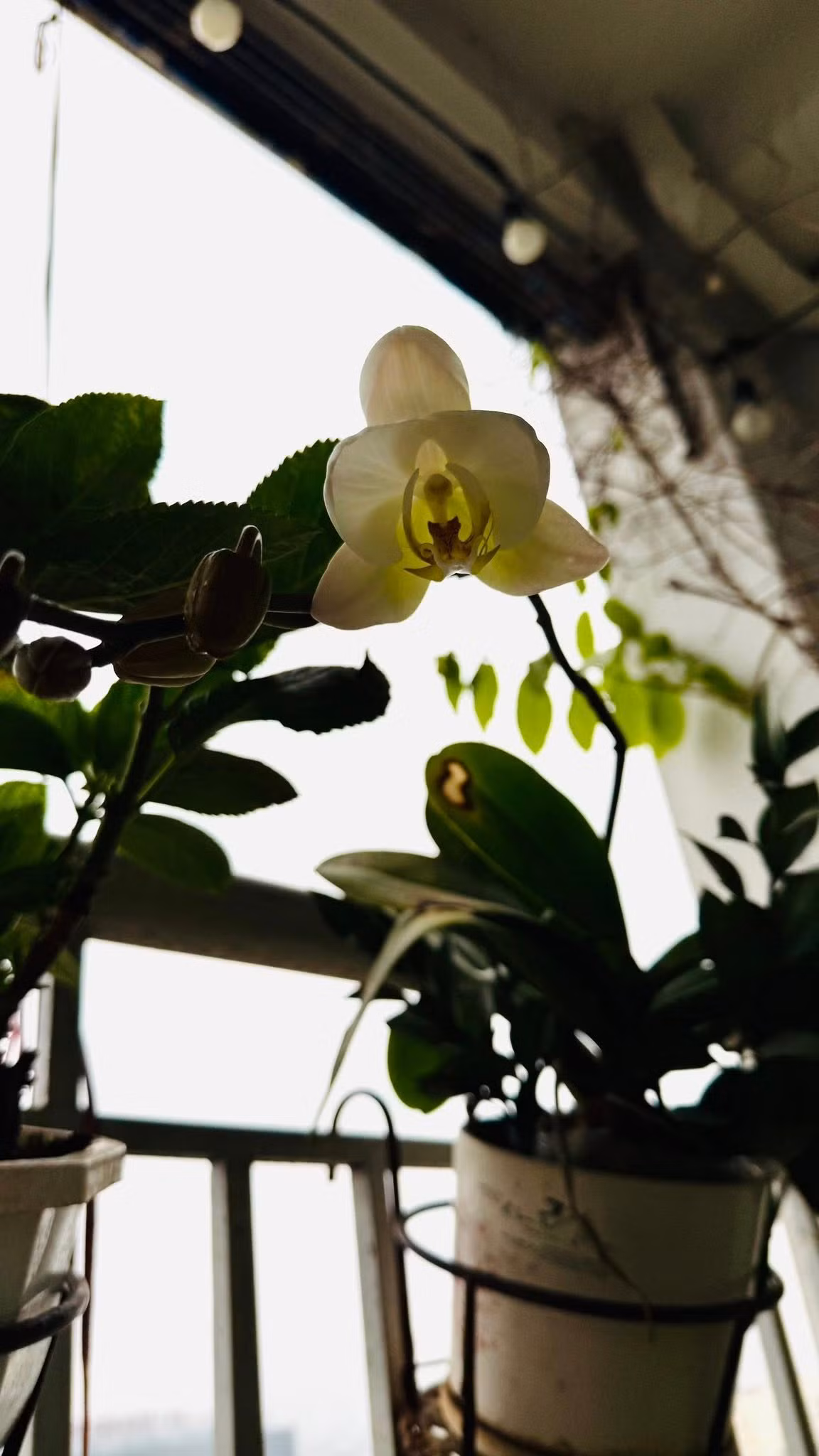 Sau hơn một năm kiên trì trồng và chăm sóc, cành hồ điệp trên ban công nhà BTV Hoàng Trang đã nở đoá hoa đầu tiên. Ảnh: FB Trang Hoàng