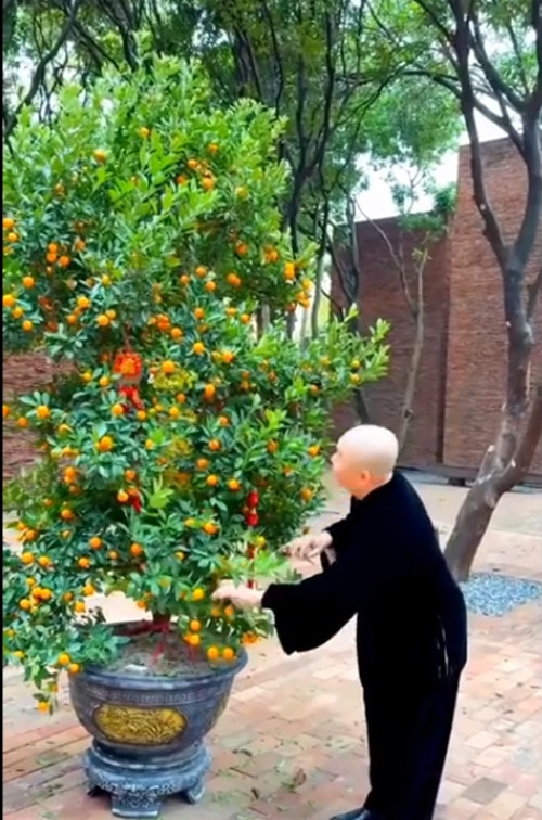 Nam nghệ sĩ trang hoàng biệt phủ với chậu quất cao 3 mét, vàng rực. Ảnh chụp màn hình