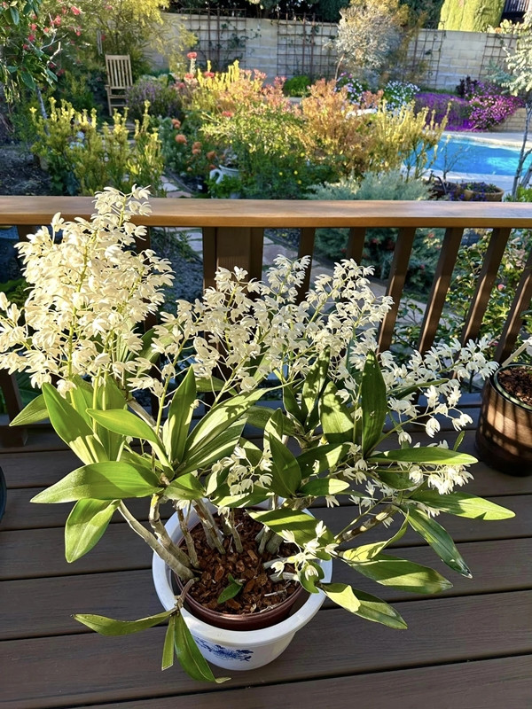 Trên trang cá nhân, nghệ sĩ Hồng Đào đăng tải hình ảnh những khóm hoa đua nhau khoe sắc, mang đến cảm giác bình yên. Ảnh: FB Hồng Đào