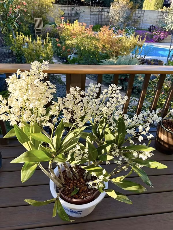 Trên trang cá nhân, nghệ sĩ Hồng Đào đăng tải hình ảnh những khóm hoa đua nhau khoe sắc, mang đến cảm giác bình yên. Ảnh: FB Hồng Đào