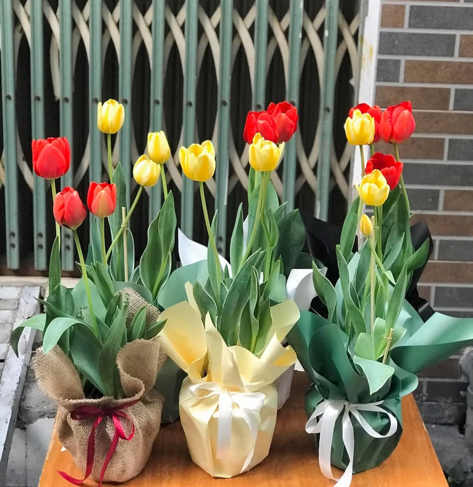 Giới trẻ “săn lùng” hoa tulip làm quà tặng dịp 8/3 - Hình 2 Gioi tre “san lung” hoa tulip lam qua tang dip 8/3-Hinh-2