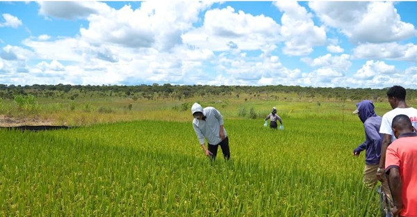 Ruộng lúa nước Việt Nam được Quang Linh và bạn bè tái hiện ở Châu Phi. Ảnh: FBNV