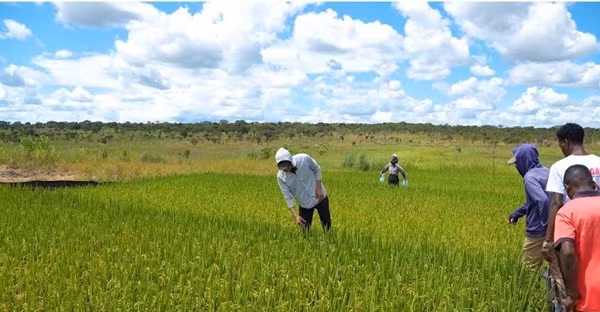 Ruộng lúa nước Việt Nam được Quang Linh và bạn bè tái hiện ở Châu Phi. Ảnh: FBNV
