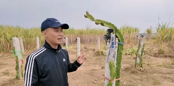 Quang Linh Vlogs còn trồng cả thanh long tại nông trại. Ảnh: YouTube Quang Linh Vlogs