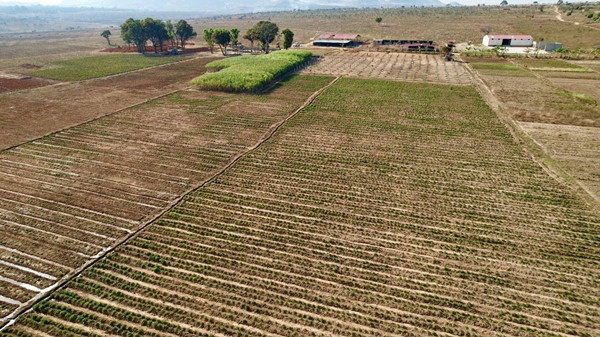 Quang Linh dành nhiều tâm huyết và đầu tư cho trang trại khi đưa cả máy cắt cỏ từ Việt Nam sang để dọn dẹp, canh tác nhanh hơn. Ảnh: FBVN