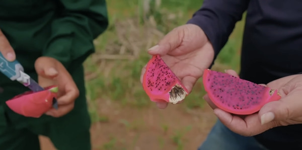 Sau hơn một năm trồng, thanh long đã ra hoa và đậu quả. Ảnh: YouTube Quang Linh Vlogs