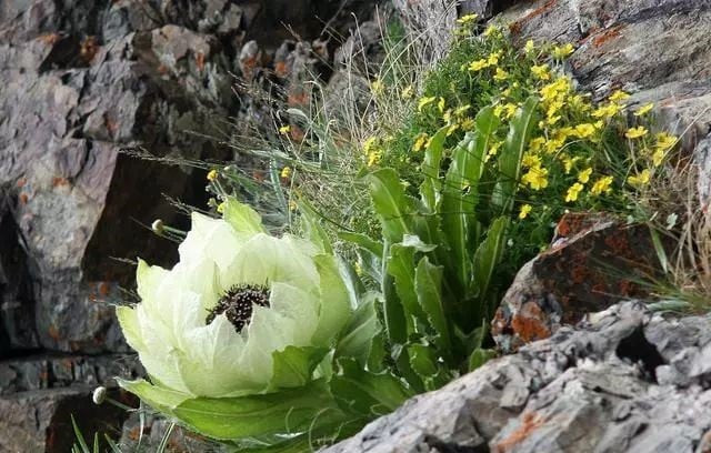 Bên cạnh đó, hoa sen tuyết còn được coi là một vị thuốc bổ có thể hỗ trợ điều trị các vấn đề như thận hư, đau lưng, trừ phong thấp, kích thích tuần hoàn máu...Ảnh: Internet