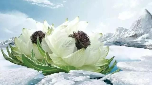 Do đặc tính sinh trưởng chậm, môi trường sống khắc nghiệt và nhu cầu sử dụng trong y học cổ truyền, giá sen tuyến trên thị trường rất cao. Ảnh: Baidu