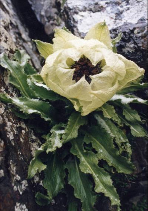 Những ghi nhận này khẳng định thiên sơn tuyết liên không chỉ là một biểu tượng trong văn hóa dân gian, mà còn là một thực thể sinh học vô cùng quý hiếm. Ảnh: Cas