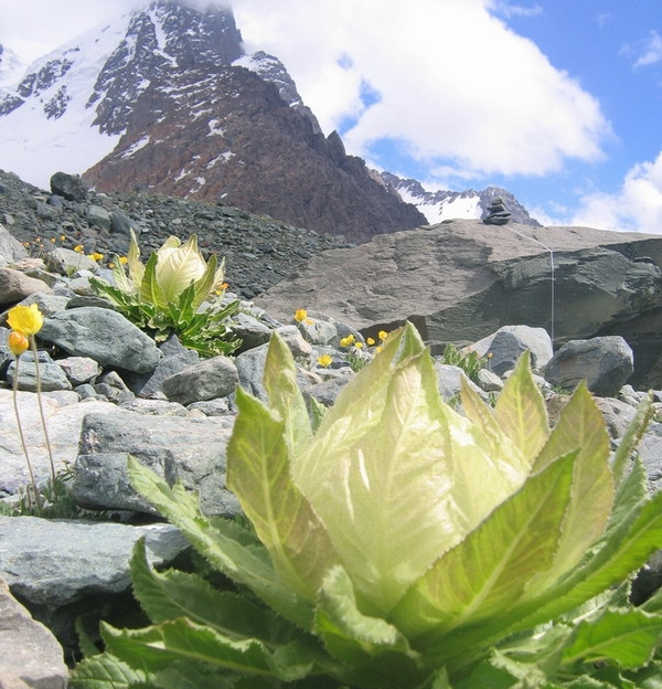 Tỷ lệ nảy mầm của hạt chỉ đạt khoảng 5%, càng khẳng định sức sống kiên cường và quý giá của hoa sen trên núi tuyết. Ảnh: Baidu