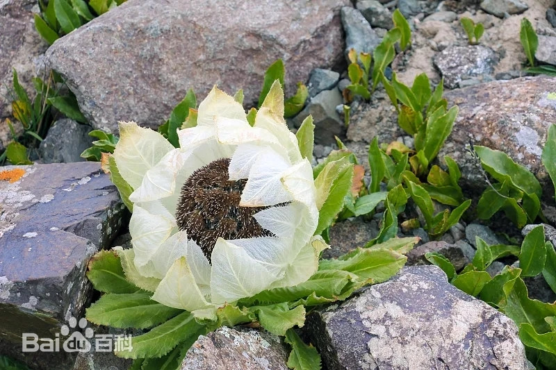 Hơn nữa, sen tuyết chỉ nảy mầm ở 0 độ C, phát triển trong khoảng 3 - 5 độ C, và có thể chịu lạnh tới -21 độ C. Ảnh: Baidu