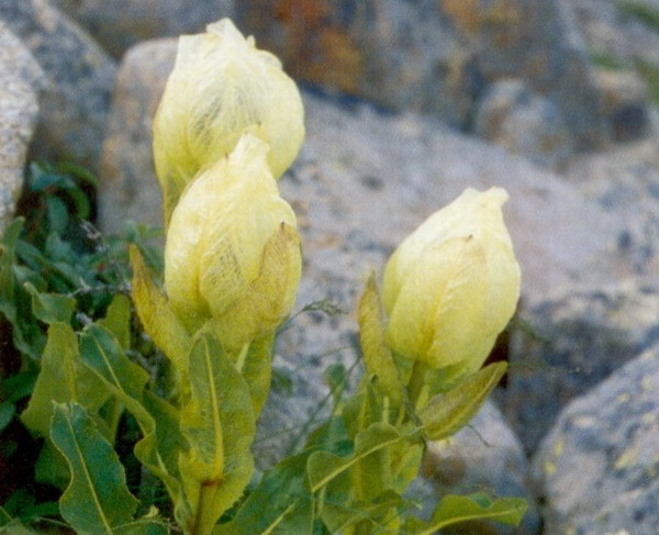 Điều đặc biệt của hoa sen trên núi tuyết là chu kỳ sinh trưởng chậm. Sen tuyết 5-7 năm mới nở một lần, và mỗi lần nở cũng chỉ kéo dài trong vài ngày ngắn ngủi. Ảnh: Cas