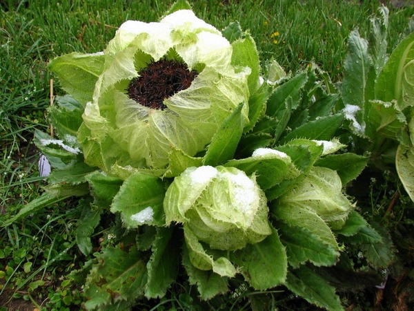 Năm 2020, người ta tiếp tục phát hiện loài hoa này ở vùng Gobi Dzungarian, núi Baitag Bogd - thuộc khu vực Mông Cổ, cách Thiên Sơn khoảng 250km. Ảnh: Cas