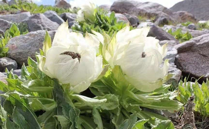 Tình trạng săn lùng quá mức khiến hoa sen tuyết rơi vào tình trạng bị đe dọa nghiêm trọng. Năm 2020, Liên minh Bảo tồn Thiên nhiên Quốc tế (IUCN) đã lên tiếng cảnh báo về nguy cơ tuyệt chủng của sen tuyết liên, do tình trạng khai thác ồ ạt để làm thuốc cổ truyền. Ảnh: Baidu