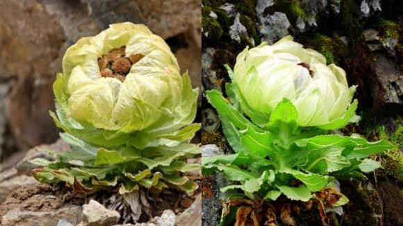 Từng được xem là loài hoa trong truyền thuyết, nhưng vào năm 2018, giới khoa học xác nhận sự tồn tại của thiên sơn tuyết liên tại đỉnh núi Thiên Sơn, Trung Quốc. Ảnh: Internet