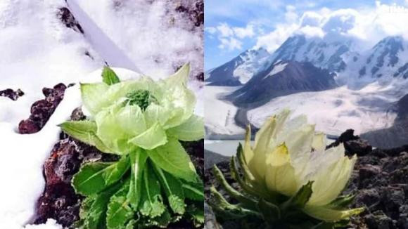 Thiên sơn tuyết liên có vẻ ngoài độc đáo với cánh hoa trắng vàng, nhụy hoa đỏ tím, mọc trên tuyết trắng. Ảnh: Baidu