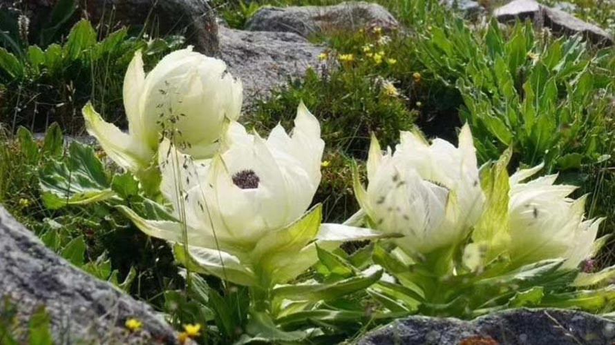 Trung Quốc hiện đã đưa hoa sen tuyết vào danh sách thực vật hoang dã cần được bảo vệ đặc biệt. Ảnh: Baidu