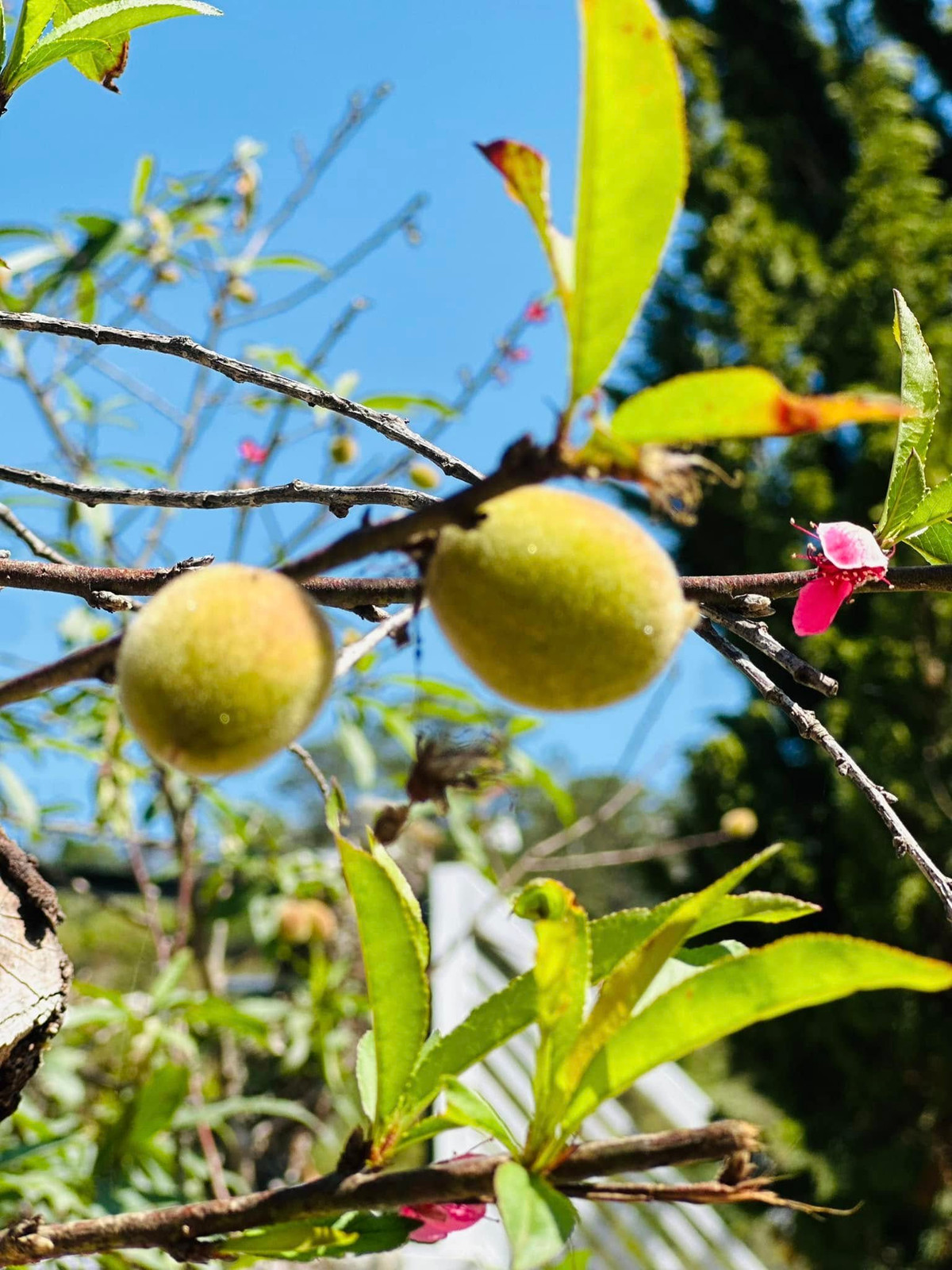 Ngoài hoa còn có cây ăn trái. Ảnh: FBNV