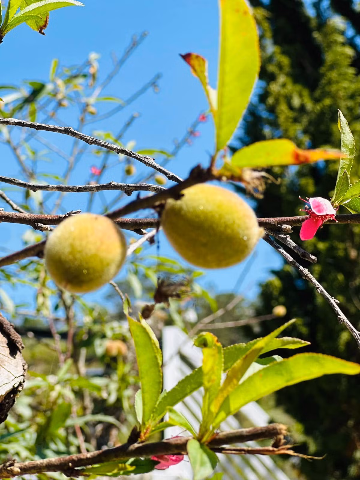 Ngoài hoa còn có cây ăn trái. Ảnh: FBNV