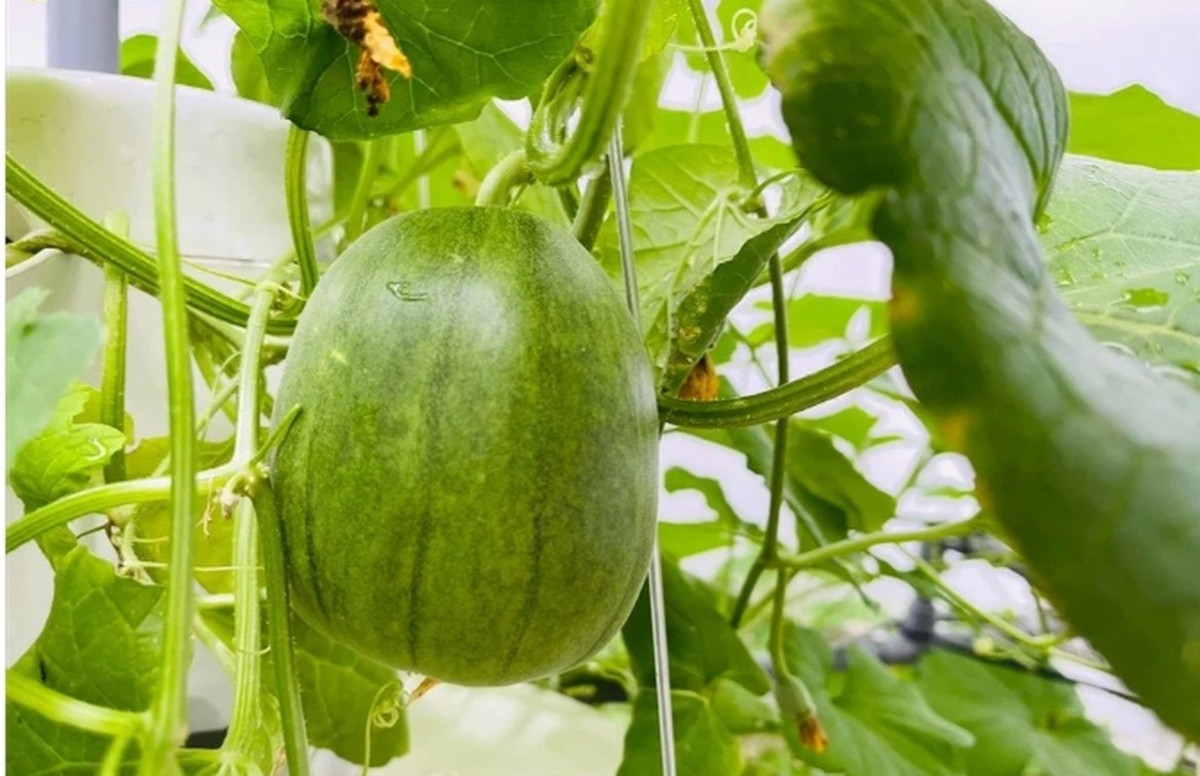 Ngoài rau xanh còn có các loại cây ăn trái. Ảnh; FBNV