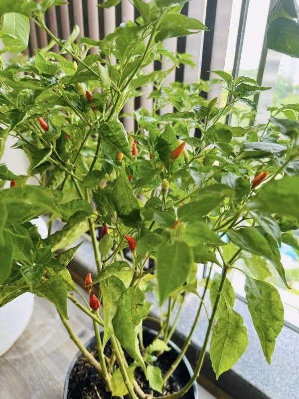 Cây ớt trồng chậu cũng cho nhiều trái. Ảnh: FBNV