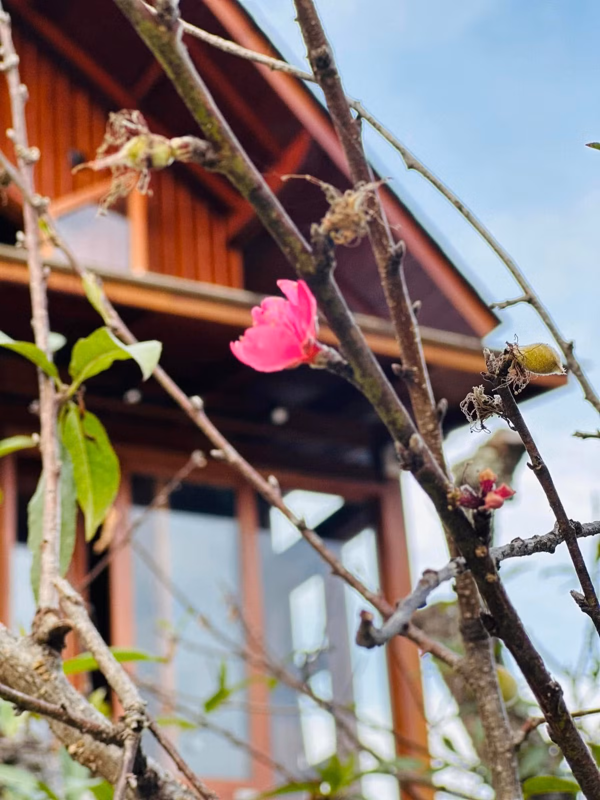 Không gian sân vườn bên ngoài ngập tràn hoa cỏ. Ảnh: FBNV