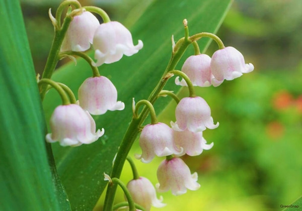 Hoa linh lan còn có tên gọi là The Return of Happiness - Sự trở về của hạnh phúc. Ảnh: Reddit