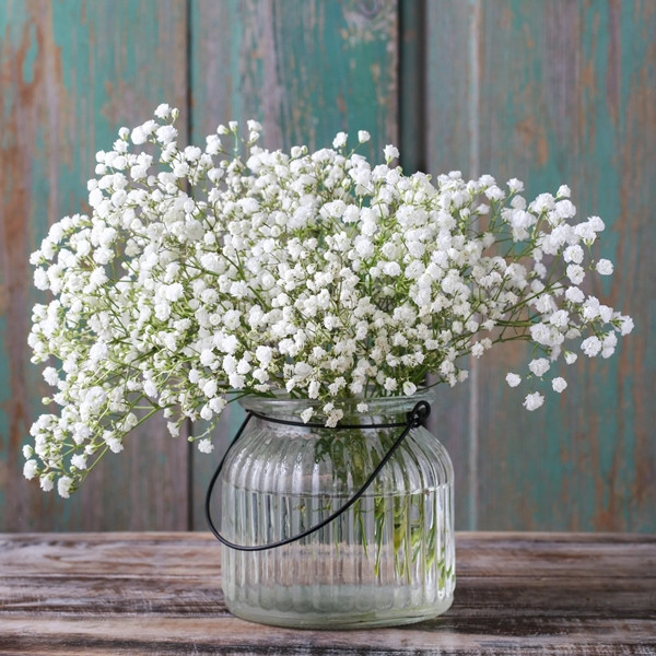 Trong khi đó, hoa sao trắng Nhật Bản (Gypsophila Japan) là một giống cao cấp của họ hoa baby, được trồng tại những vùng đất giàu dinh dưỡng với khí hậu khắt khe ở Nhật Bản. Ảnh: Easy To Grow Bulbs