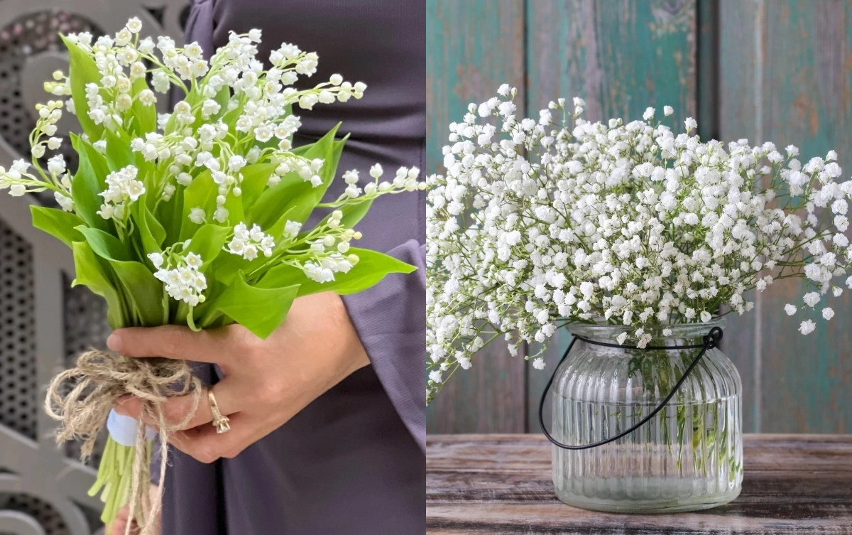 Hoa linh lan và hoa sao trắng Nhật Bản là hai trong số những loài hoa đắt nhất thế giới bởi sự quý hiếm, ý nghĩa đặc biệt và quy trình chăm sóc cầu kỳ. Ảnh: Saostar