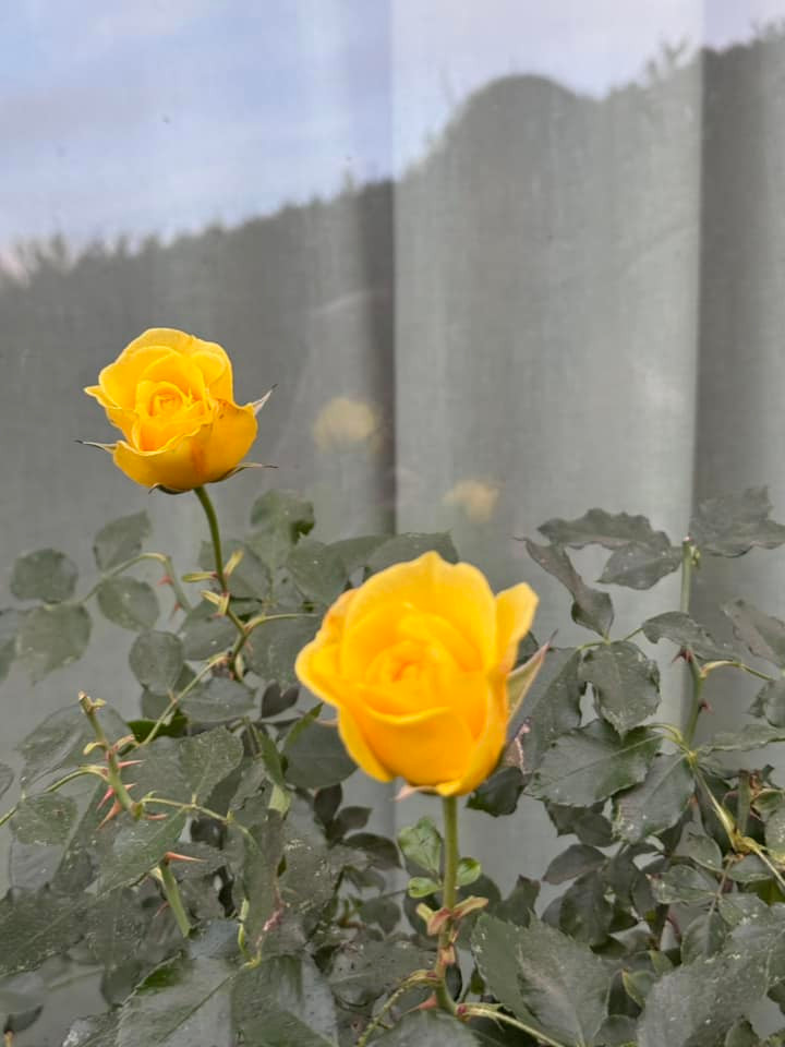 Cơ ngơi bình yên, ngập hoa lá của Kim Hiền khiến ai nấy đều ao ước. Ảnh: FB Kim Hien